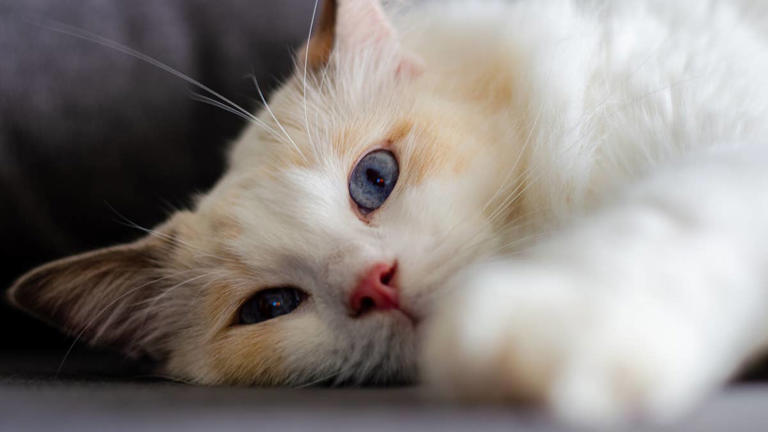 Ragdoll cat plays with the baby like the best big brother