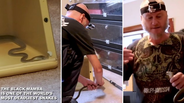 Handler survives repeated black mamba bites after building up a ...