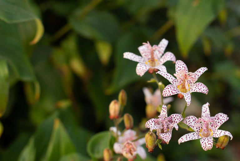 Garden experts say these 7 shade-loving perennials will bring bright ...