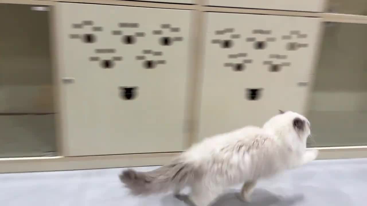 Ragdoll cat’s unusual high-stepping walk amuses owner in Jiangsu, China