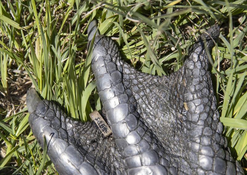 South Carolina's gators are up and wandering about for mating season ...