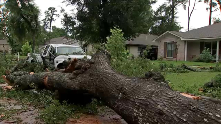 Tree topples over in spring following overnight storms across SE Texas