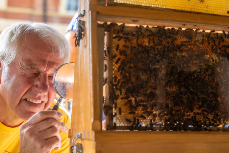 19 insightful pictures of families at Lytham Hall for Bee Awareness Day ...