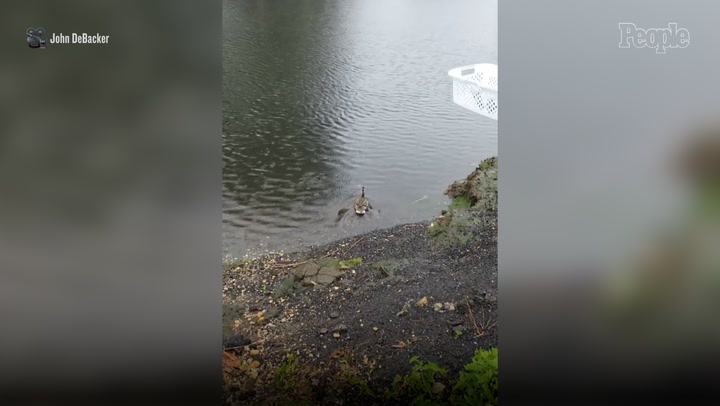 Community works together to save 11 ducklings stuck in a storm drain ...
