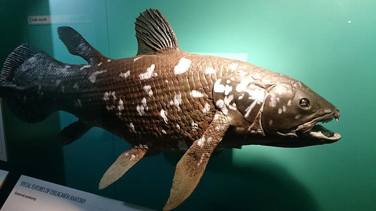 6 ancient fish older than dinosaurs that are still swimming today