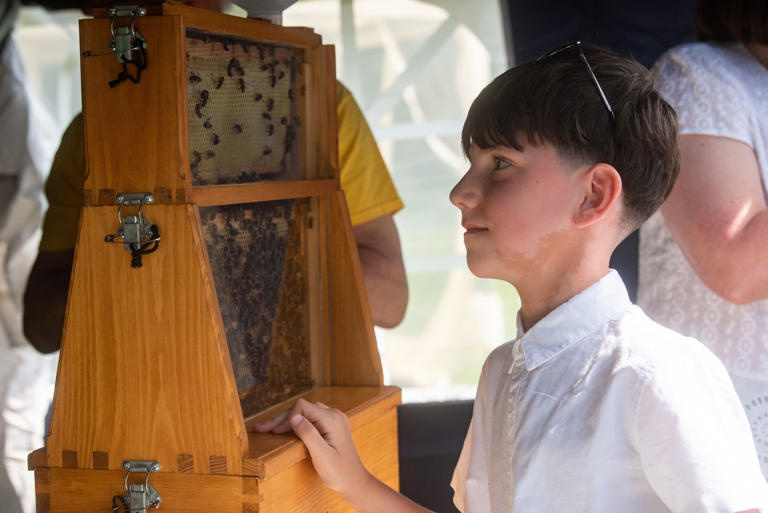 19 insightful pictures of families at Lytham Hall for Bee Awareness Day ...