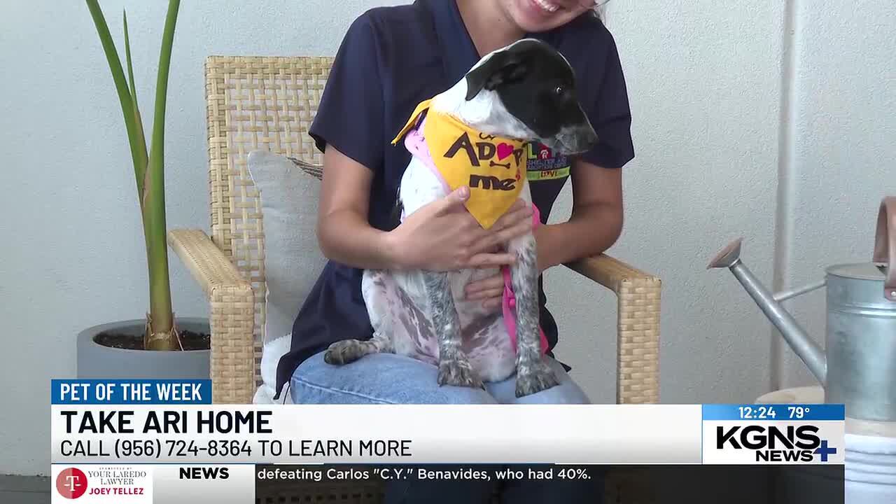 Pet of the week: Meet Ari!