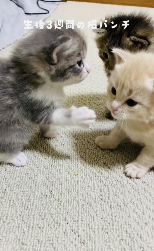 いくらでも受けたい」「可愛さの破壊力が抜群w」生後3週間の子猫