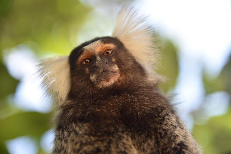 Curated visual reference: Monkey See Monkey Do Study Sheds Light On Cooperative Decision Photo Inspiration