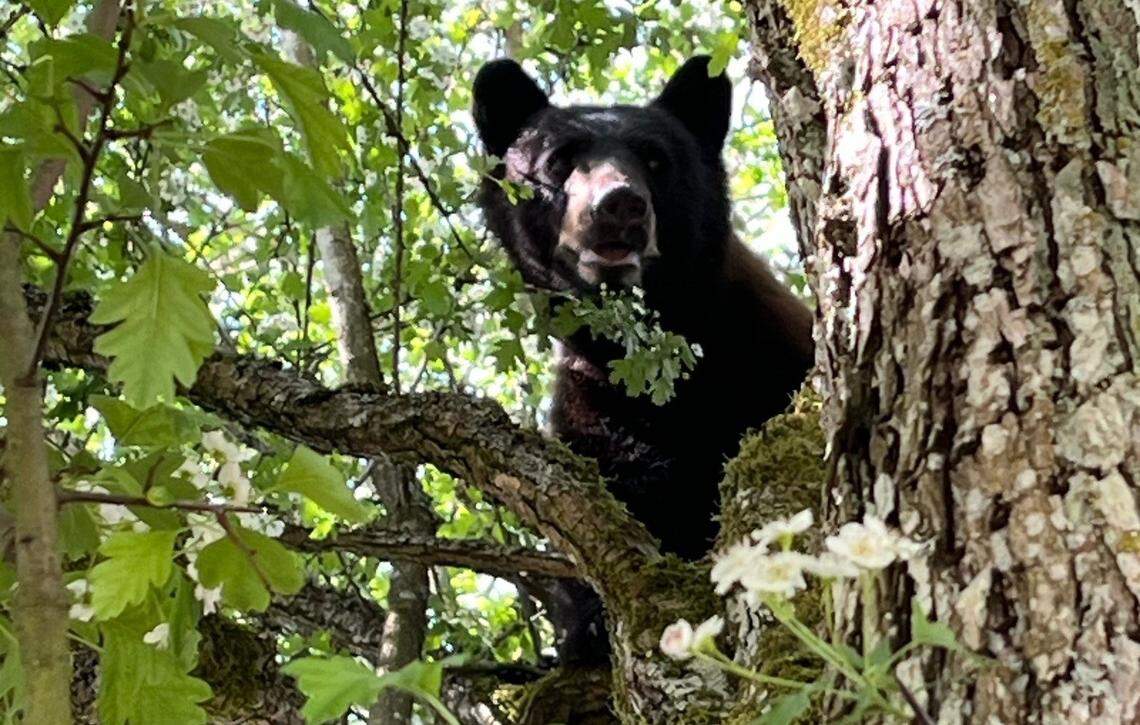 Ranger's collision with bear was reason popular Mount Rainier trail closed