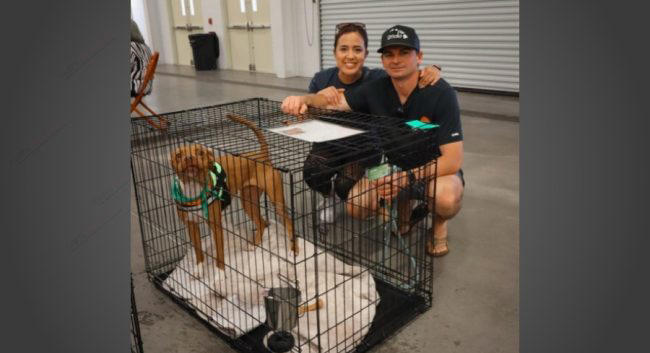 Hundreds of paws and zero fees: Tampa Bay’s massive dog adoption event ...