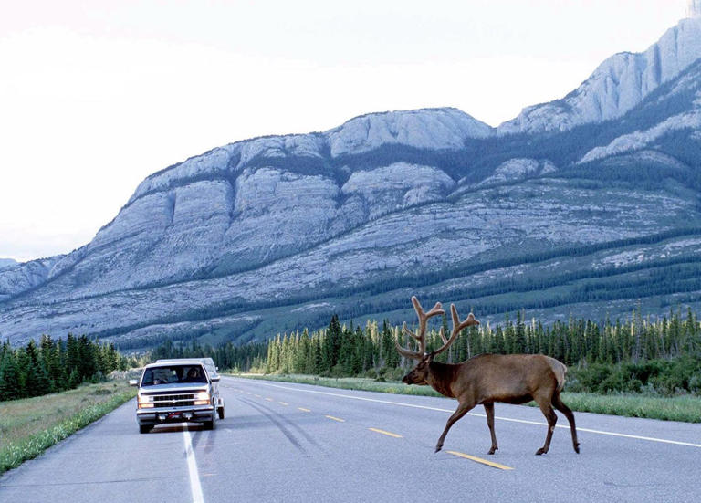 Man killed in BC.'s Kootenay region after motorcycle strikes elk on highway
