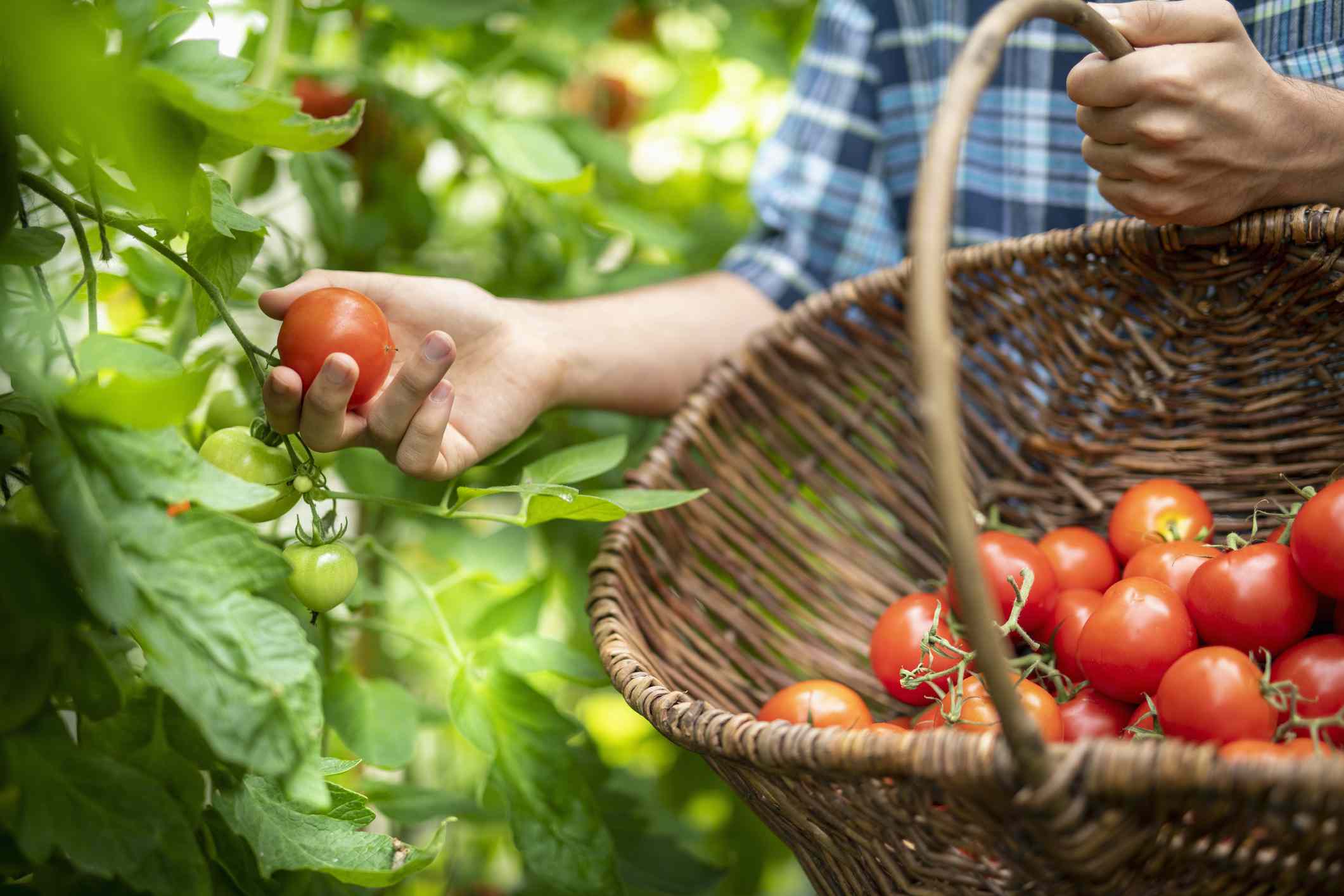 Want more tomatoes? This one method is so easy and actually works ...