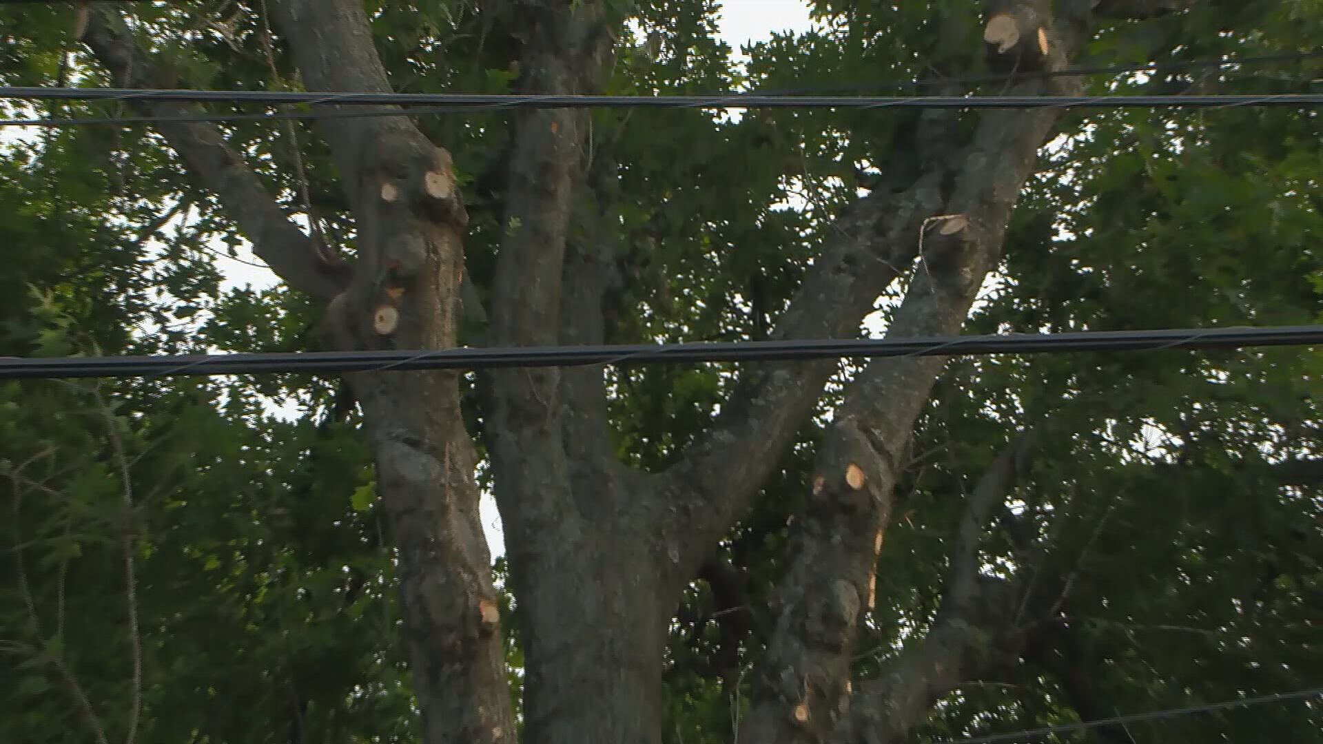 NES speeds up tree trimming, announces underground power line pilot program