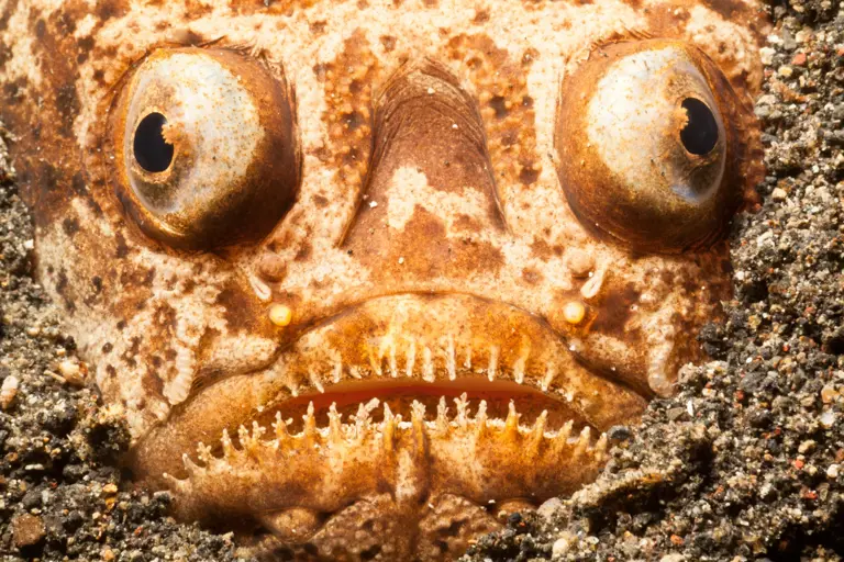 Deep-sea nightmare: The bone-chilling fish lurking along the ocean floor