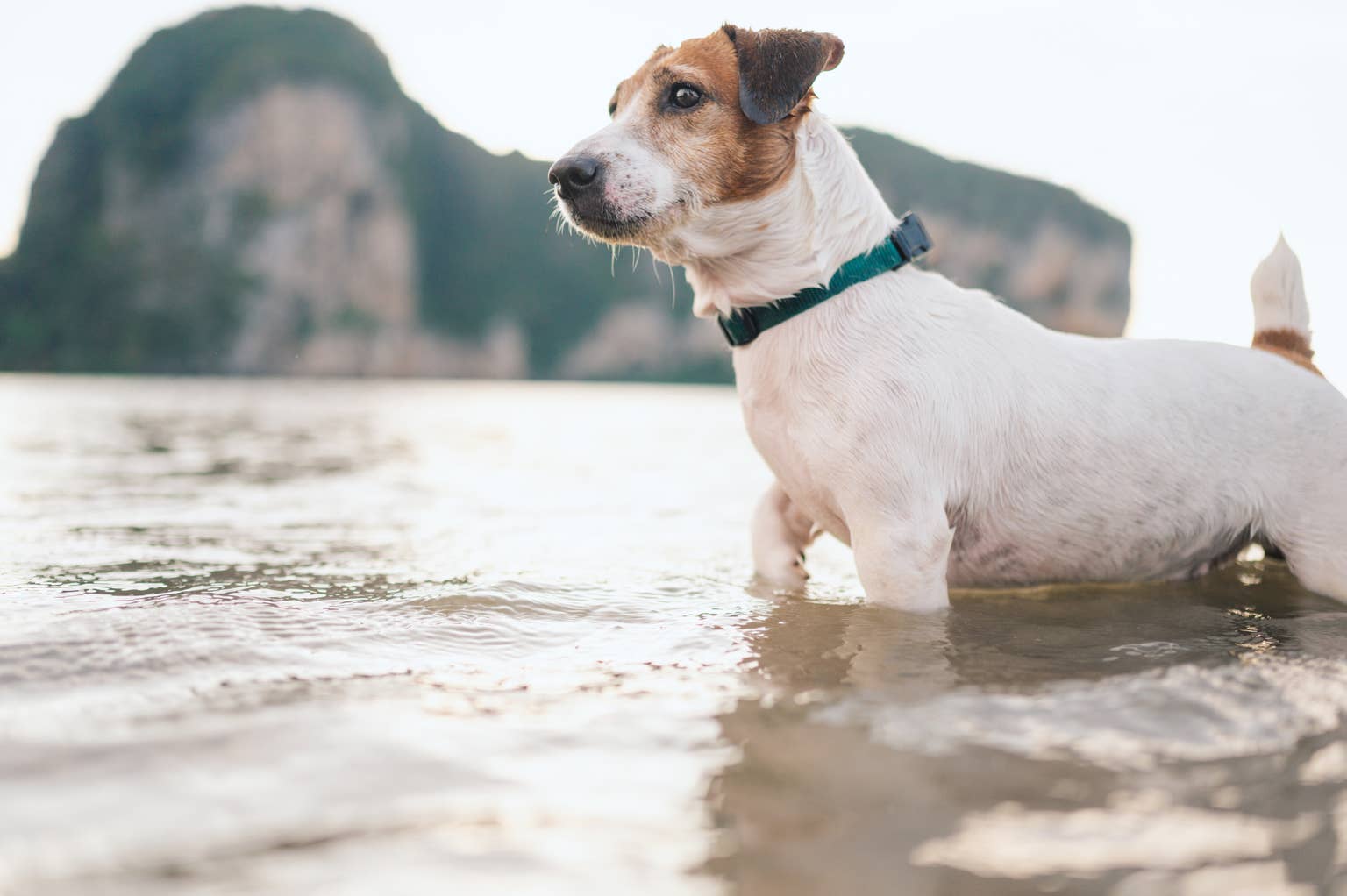 Jack Russell terrier's bold swim towards sea lion surprises beachgoers