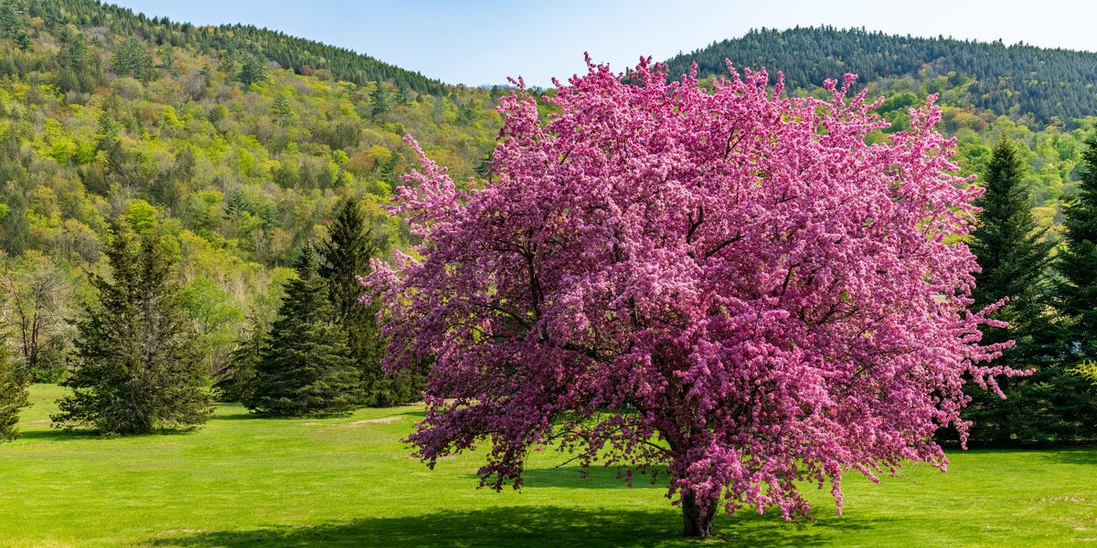 These pink-blooming trees are the ultimate yard upgrade