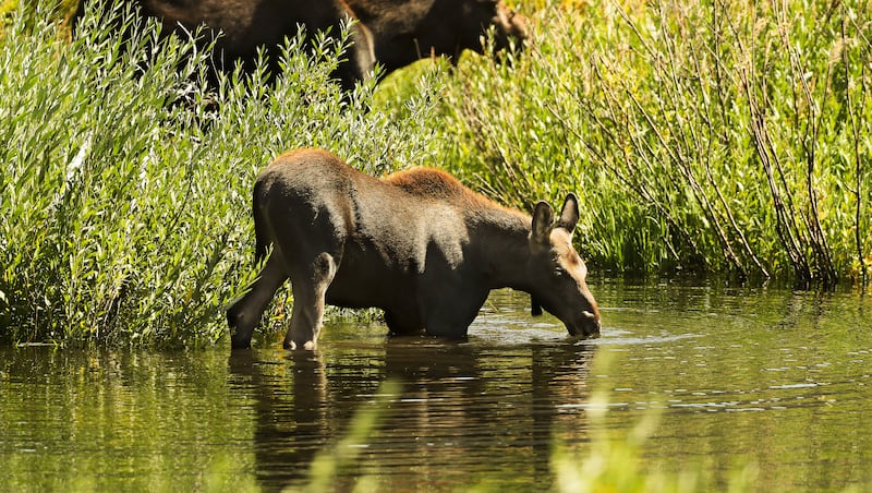 What to do when you encounter a moose