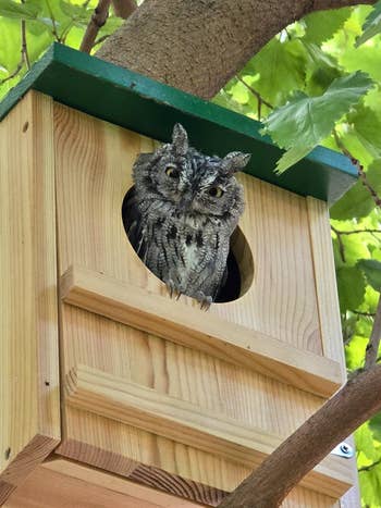 Owl peeking out of a wooden birdhouse mounted on a tree, surrounded by leaves. Suitable for home or garden decor shopping