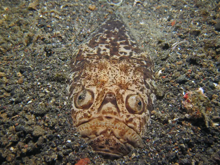 Deep-sea nightmare: The bone-chilling fish lurking along the ocean floor