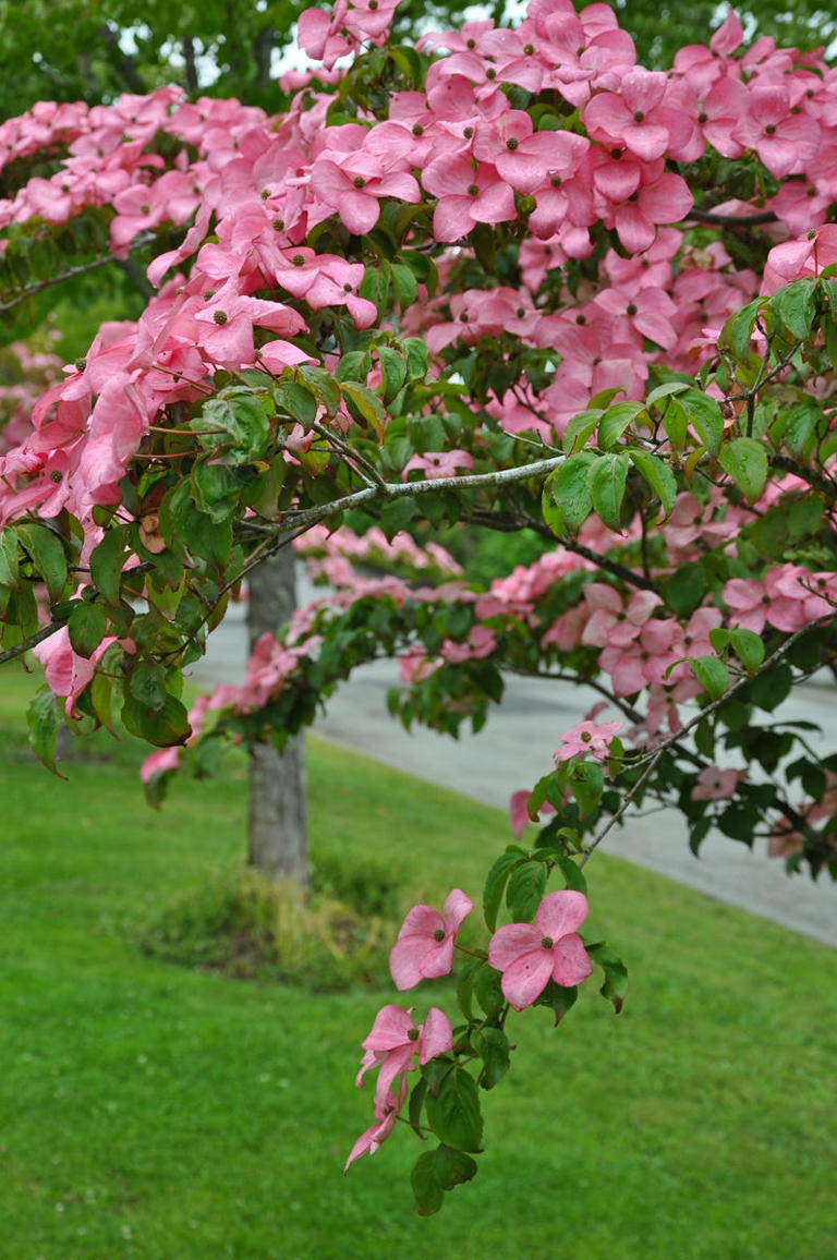 These pink-blooming trees are the ultimate yard upgrade