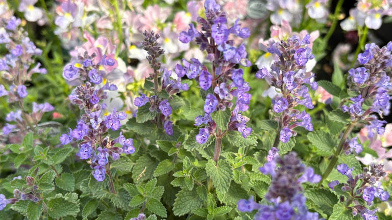 6 easy-to-grow flowers that help repel mosquitoes naturally