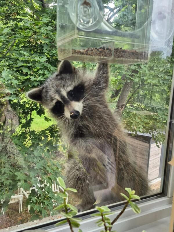 Raccoons keep stealing birdseed and getting stranded in high places ...