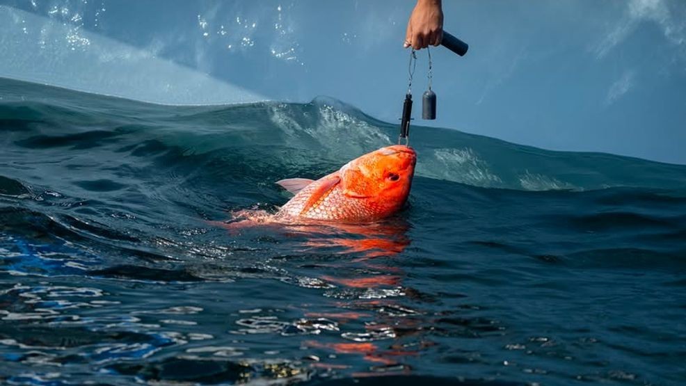 SC plans red snapper season info sessions amid permit suspension