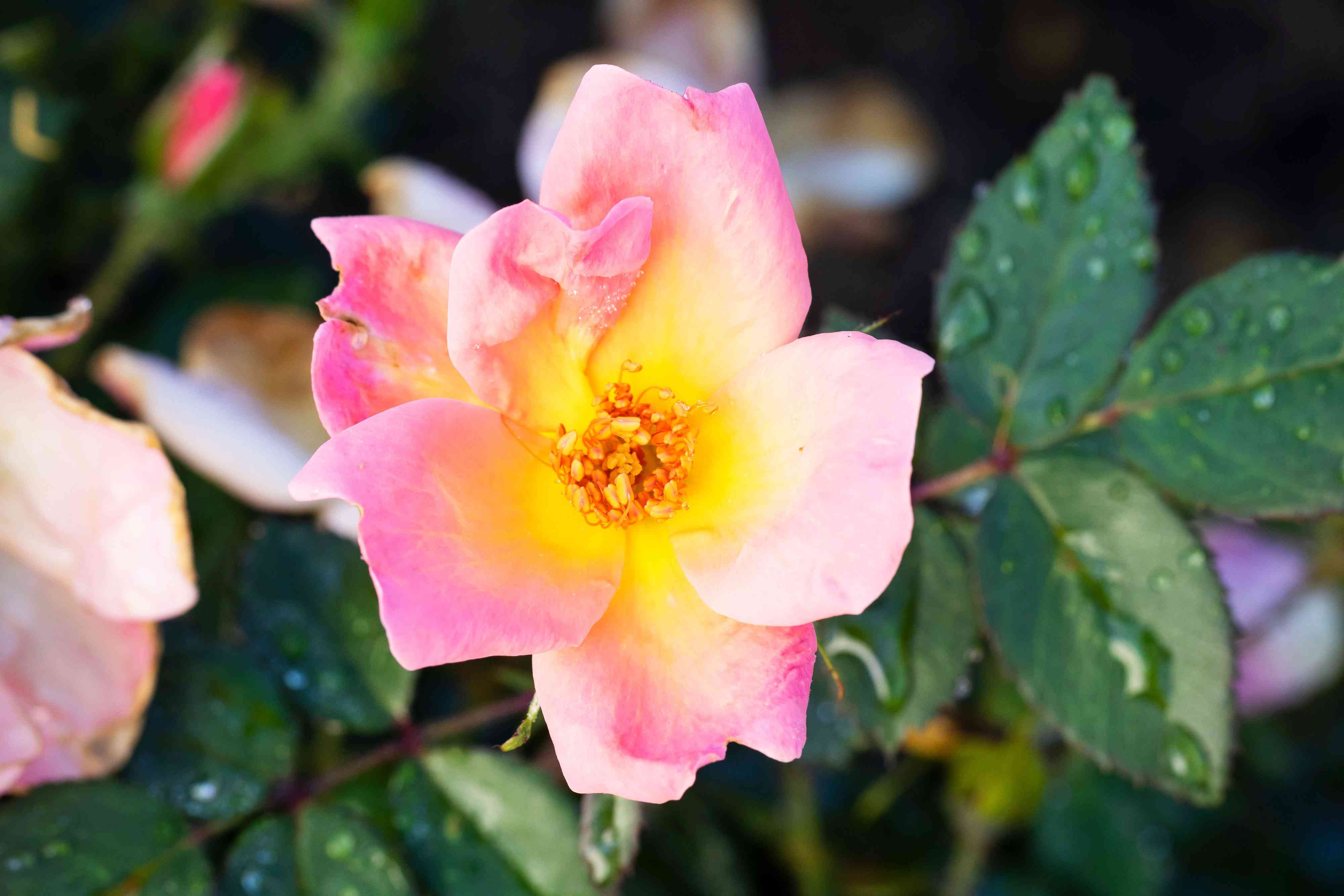 How to prune 'Knock Out' roses for bigger blooms all summer long