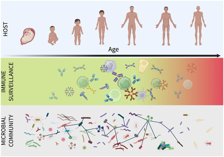 How an aging immune system loses control over the gut microbiome