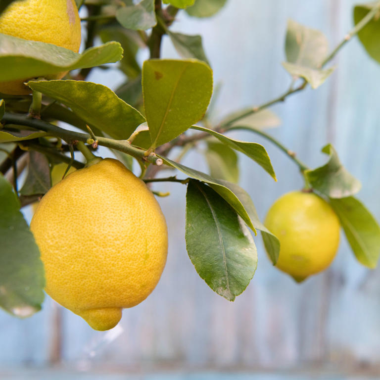 I was sent a lemon tree through the post - and it’s the gift I didn’t ...