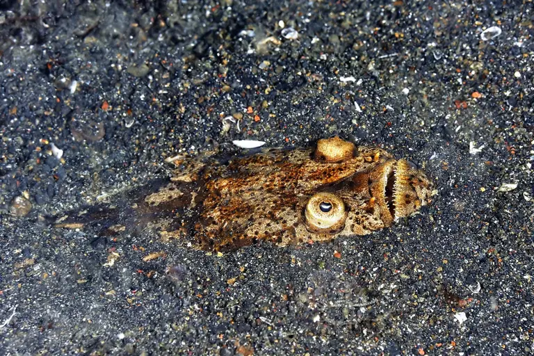 Deep-sea nightmare: The bone-chilling fish lurking along the ocean floor