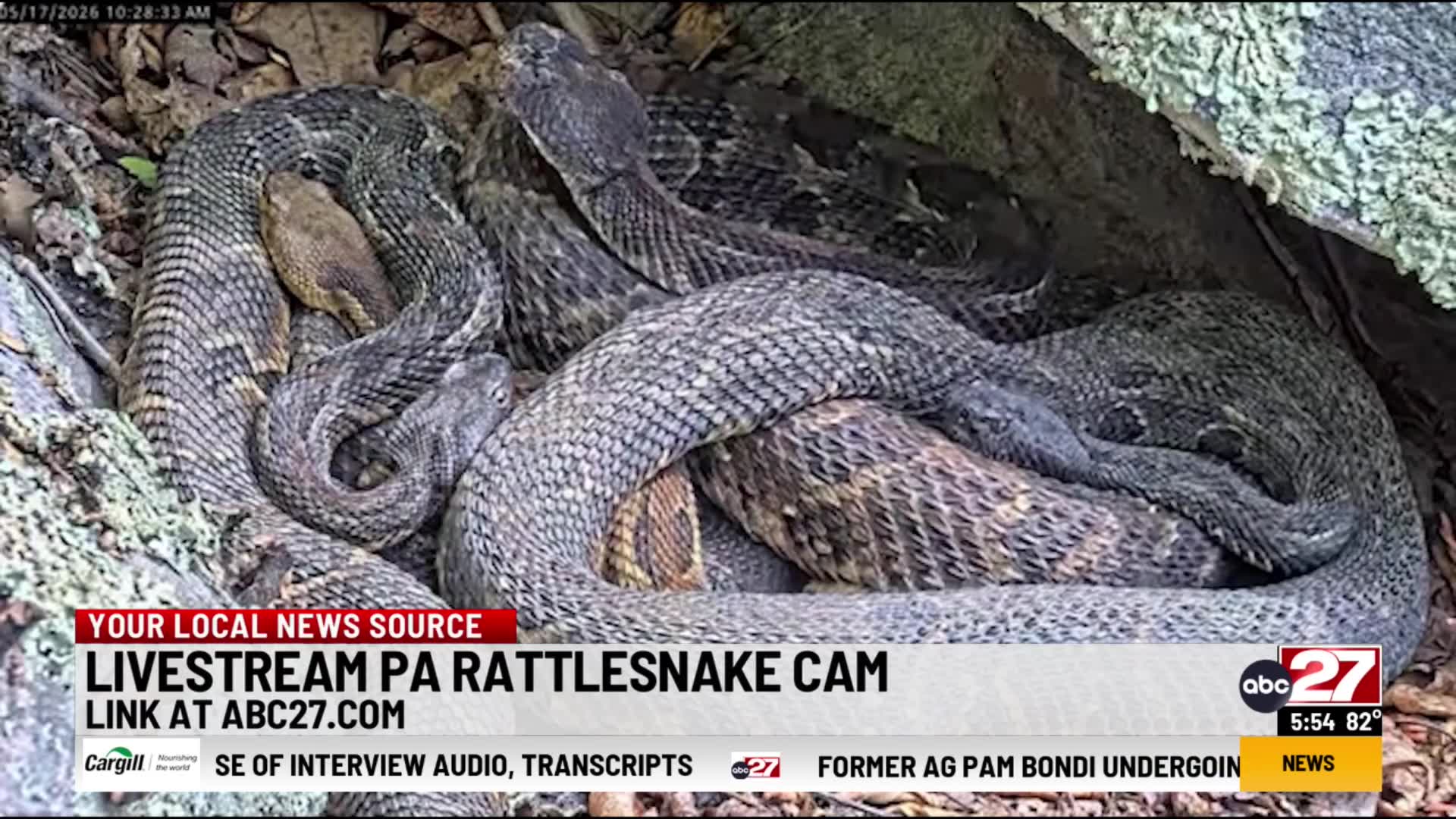 Live cam shows central Pennsylvania rattlesnakes in natural habitat