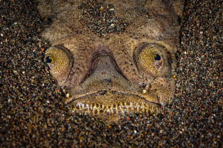 Deep-sea nightmare: The bone-chilling fish lurking along the ocean floor