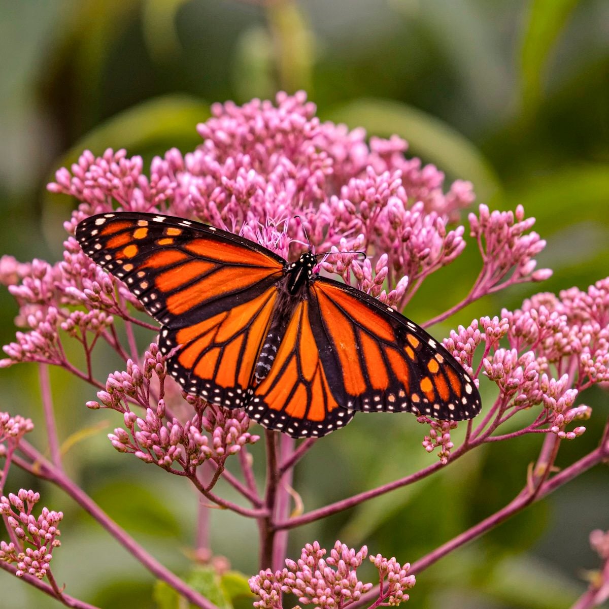 how to help monarchs