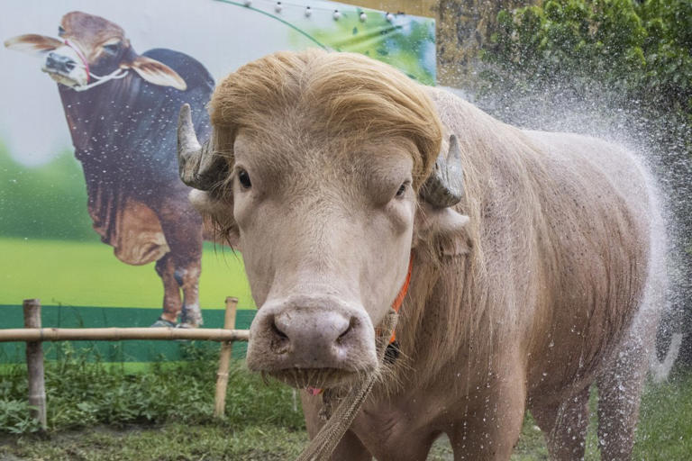 Viral albino buffalo named 'Donald Trump' spared from Eid sacrifice in ...
