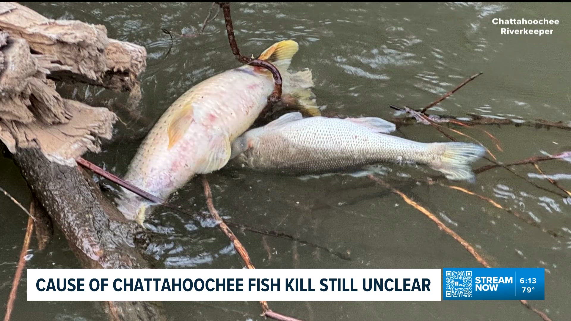 Mysterious black substance causes fish kill in Chattahoochee River