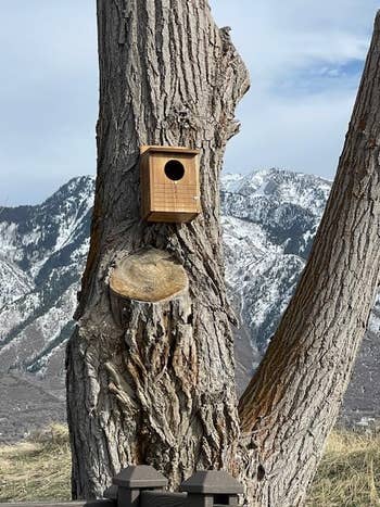 Birdhouse on tree trunk with snowy mountain backdrop, suitable for garden decor shopping articles