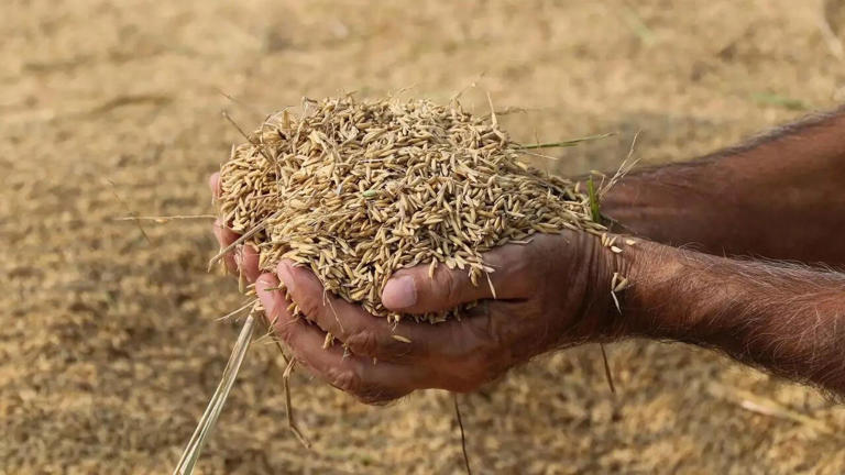 2025-26 foodgrain production estimated at record 376 million tonne