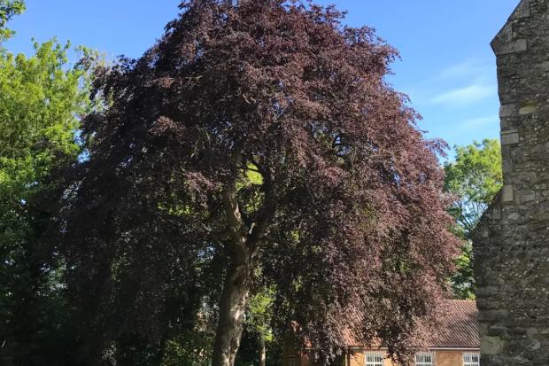 Plea to save 250-year-old landmark tree near south Essex church