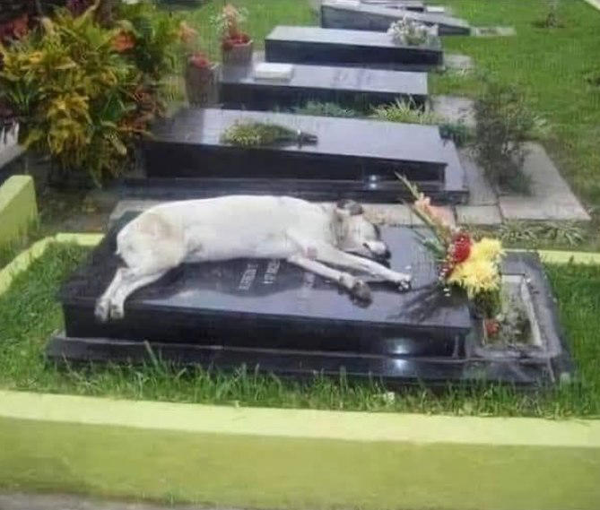Il cane Capitan lascia casa ogni sera e torna sulla tomba del padrone ...