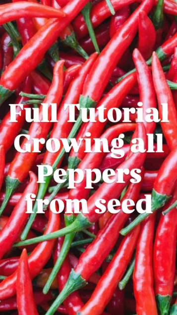 How to grow peppers from seed