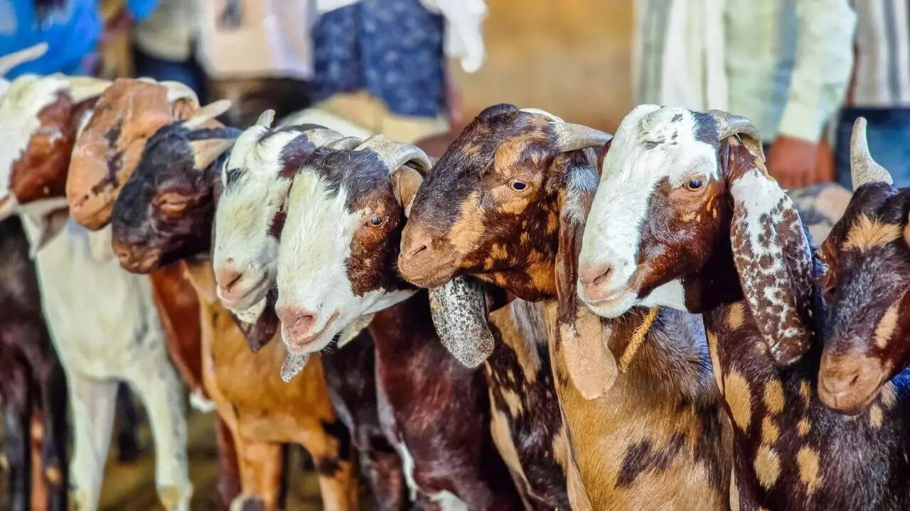 Slaughter facilities available in 1km: Mumbai housing society's Bakrid ...