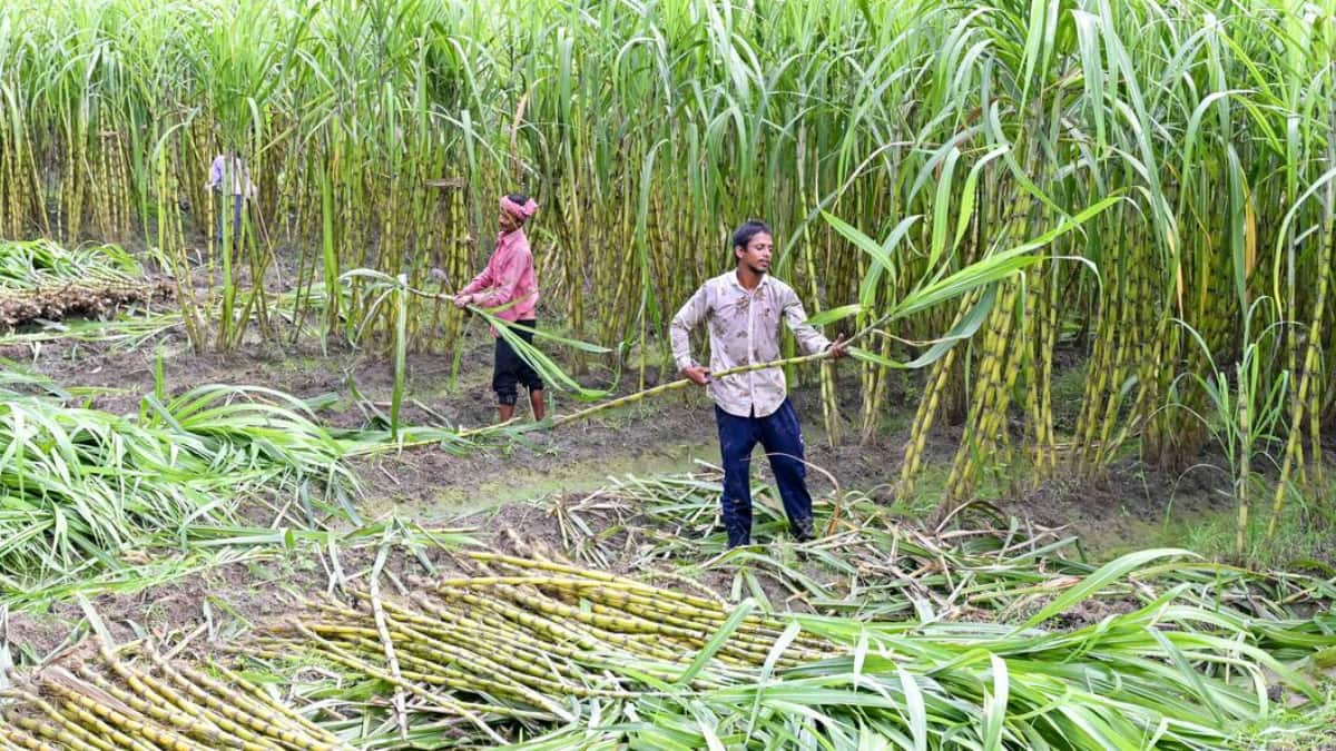 UP sugarcane farmers receive record Rs 3.22 lakh crore payment under ...