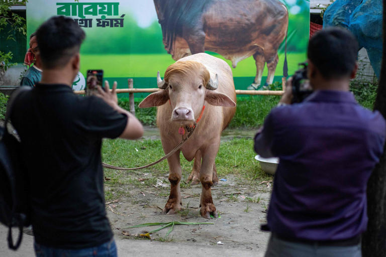 Trump-lookalike buffalo spared slaughter in Bangladesh