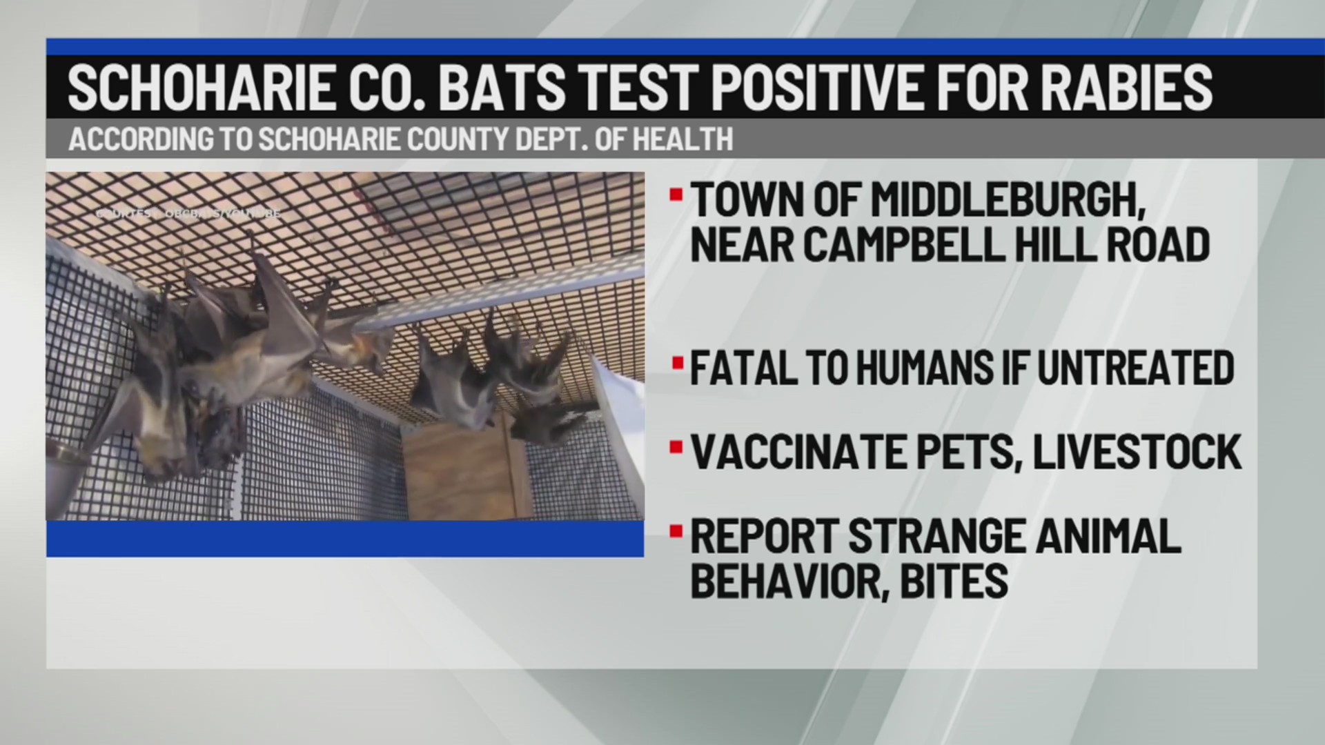 Schoharie County bat tests positive for rabies