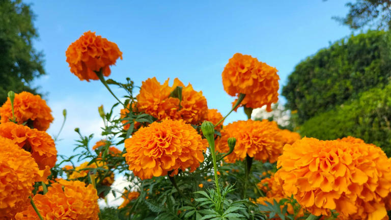 6 easy-to-grow flowers that help repel mosquitoes naturally