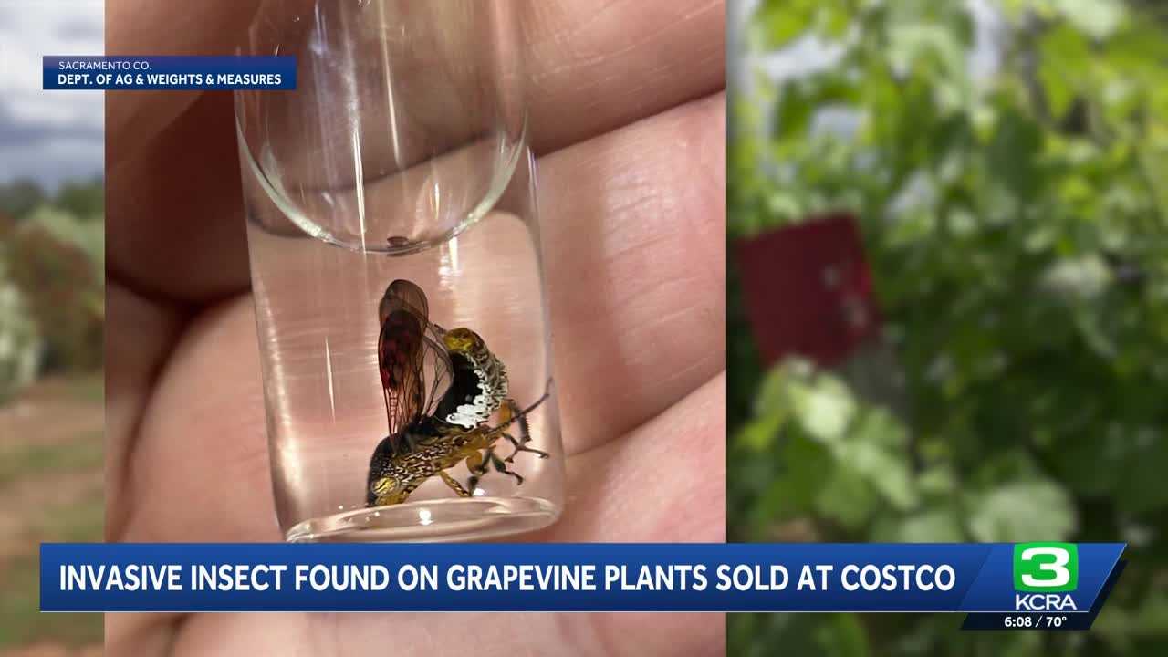 California wine growers warn of invasive pest threat: 'It attacks the vine'