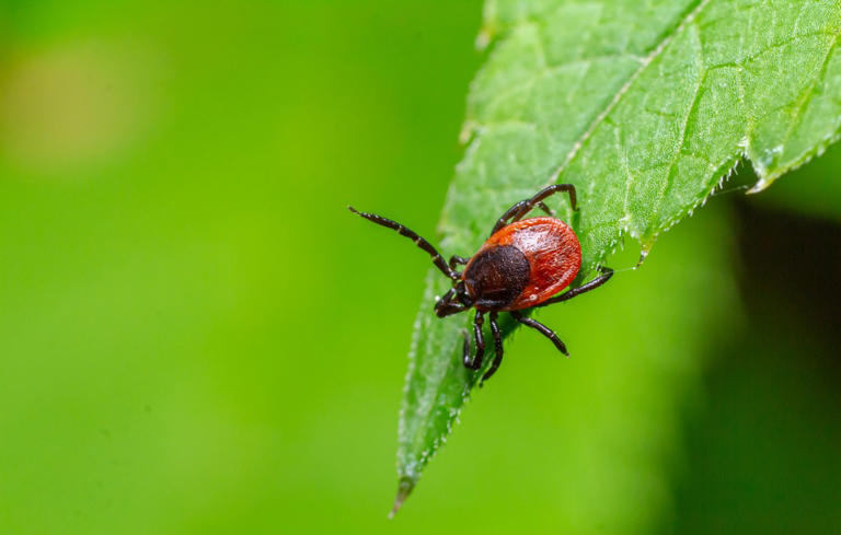 Dangerous outdoor threat surging this summer, expert shares how to stay ...