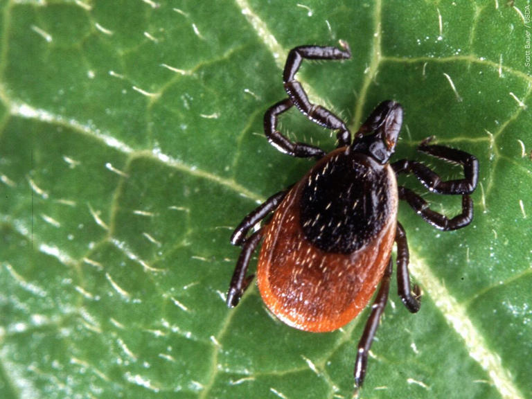 ER visits for tick bites highest since 2017 in region